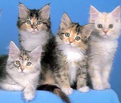 Este album de gatos siameses angoras con 8 fotos e imágenes no tiene descripción. Razas De Gatos Animalesmascotas