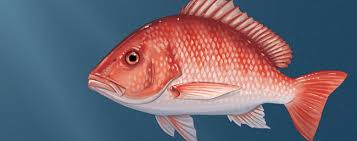 Keeping Gulf Red Snapper On The Road To Recovery The Pew