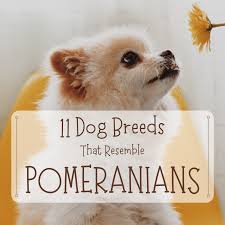 dog breeds that look like pomeranians