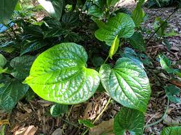 betel leaf piper sarmentosum wild