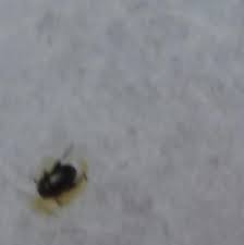 very tiny black bug that jumps