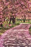 How long do cherry blossoms bloom in NYC?