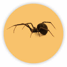 Residential Spider Services Pest Control