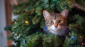 Kerstbomen en huisdieren - Dierenarts Coppelmans Nuenen