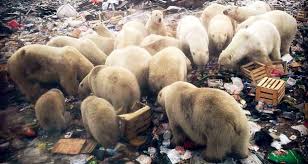 Resultado de imagen de invasion of polar bears