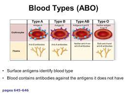 blood type genotypes and phenotypes