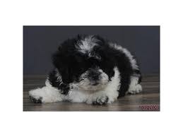 The teddy bear shichon is a wonderful companion dog, and they're known to be friendly and sociable, getting along well with everyone from small. Teddy Bear Puppies Petland Carriage Place