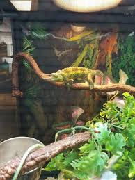 You can get geckos at pet stores, reptile… Everything Reptile 1147 Smithbridge Rd Chadds Ford Pa 19317 Usa