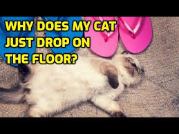 why do cats flop down in front of you