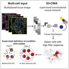 s3 cima supervised spatial single cell