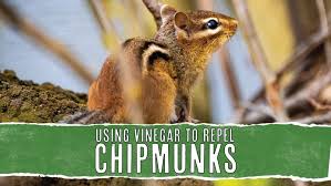 Why Vinegar Repels Chipmunks And How