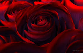 wallpaper flowers rendering rose
