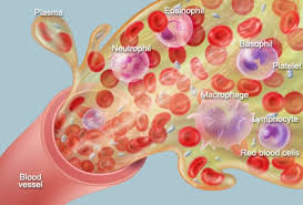 Human Anatomy Blood Cells Plasma Circulation And More