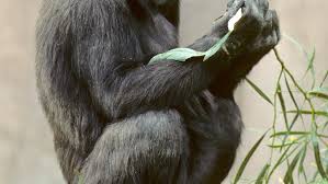 gorillas more to people than