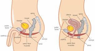 how to do kegel exercises correctly for