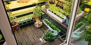 Urban Gardeners Can Grow Vegetables Too