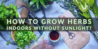 Grow Herbs Indoors Without Sunlight