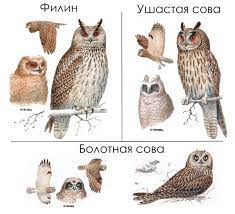 Совы (основные отличия): филин, ушастая и болотная сова | Siberian Birds  Guide | Дзен