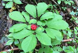 How to Find and Sell American Wild Ginseng - Owlcation