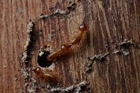 10 early signs of a termite infestation