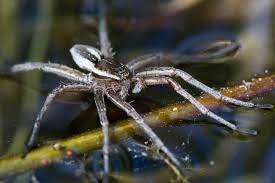 the 7 biggest spiders in florida a z