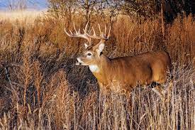 Use Native Grass To Your Deer Hunting
