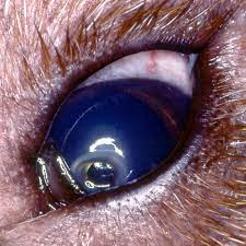 corneal ulcers south texas veterinary