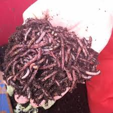 Red wiggler composting worms will still eat these foods but in large quantities they could harm your composting worms. Uncle Jim S Worm Farm Posts Facebook