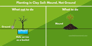 Can Fruit Trees Grow In Clay Soil