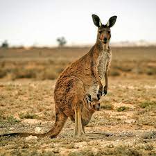 Kangaroos are large marsupials that are found only in australia. 19 Year Old Charged In Massacre Of Up To 20 Kangaroos In Australia Police Abc News
