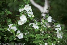 It was given the epithet syriacus because it had been collected from gardens in syria. Hibiscus White Chiffon Johnson Nursery Corporation
