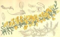 Cytisus decumbens Prostrate Broom PFAF Plant Database