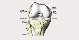Als grobraster für schmerzen im knie und deren auslöser eignet sich die unterteilung in: Das Schmerzhafte Knie Was Tun Hirslanden