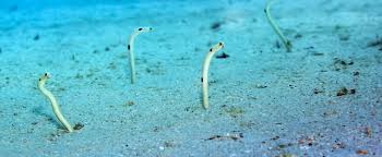spotted garden eel İstanbul akvaryum