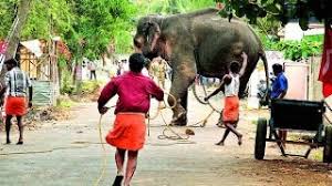 Thiru Aranmula Raghunadhan Elephant