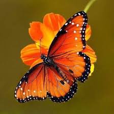 Farfalle colorate - Posts | Facebook