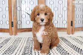 See cavapoo pictures, explore breed traits and characteristics. Cavapoo Puppy For Sale Near Ft Myers Sw Florida Florida 1bff447c 5021