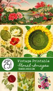 25 free printable vine fl images