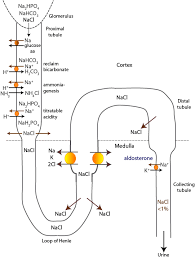 physiology eclinpath