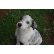 The australian shepherd, or aussie, is a breed of working dog that is actually more american than australian. Lilo Available For Pre Adoption Medium Female Australian Shepherd X Catahoula Dog In Qld Petrescue
