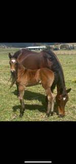 horse rugs pets gumtree australia