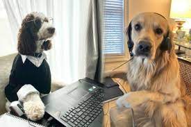 Working like a dog in home office: this Instagram account is a howling  success | TAG24