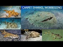 all carpet shark species complete