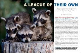 What if you really insist on a baby raccoon pet? Raccoons A League Of Their Own
