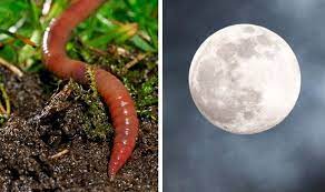 March's full moon is sometimes known as the worm moon, though it has many other nicknames by different cultures. 9nh1qcavqiwgam