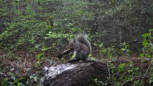 eastern gray squirrel big thicket