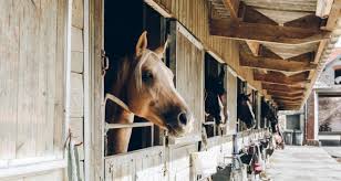 The floor for horse run in sheds is typically left as existing dirt or a poured concrete slab. A Guide To Horse Barns Raber Portable Storage Barns