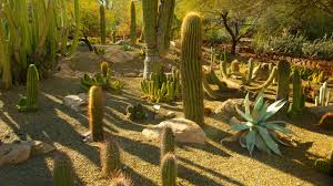 desert botanical garden tours book