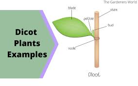 what are some dicot plants exles