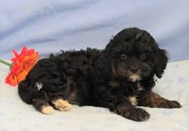 This cavapoo handbook, for example, is the largest compilation of cavapoo information to date and contains advice on questioning the breeder, selecting a male or female pup, and preparing your home. Cavapoo Puppies For Sale Orlando Fl 208034 Petzlover